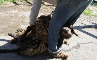 Tonte des moutons, ven 3 avril 2026